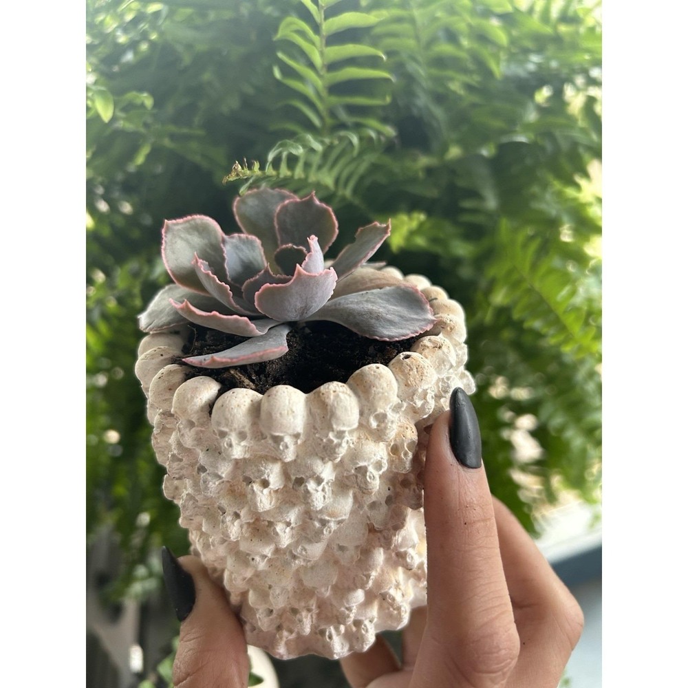 Skull Concrete Planter – Handmade Cement Succulent Pot, Handmade In Texas - Picture 6 of 11